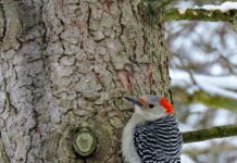 Woodpeckers: Amazingly adapted to ‘WOOD’land life red-bellied woodpecker