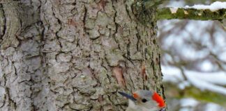 red-bellied woodpecker