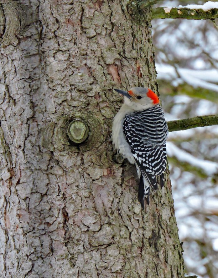 red-bellied woodpecker