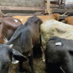 Mt. Hope Auction settles over alleged animal welfare violations