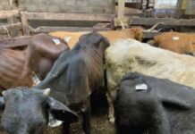 Mt. Hope Auction settles over alleged animal welfare violations