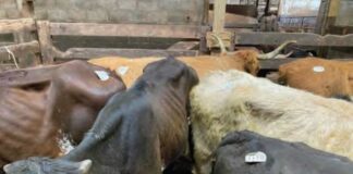 Mt. Hope Auction settles over alleged animal welfare violations