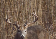 Ohio releases weeklong deer gun season results deer