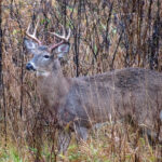 EHD outbreak forces ODNR to consider further deer bag limits deer