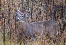 EHD outbreak forces ODNR to consider further deer bag limits deer