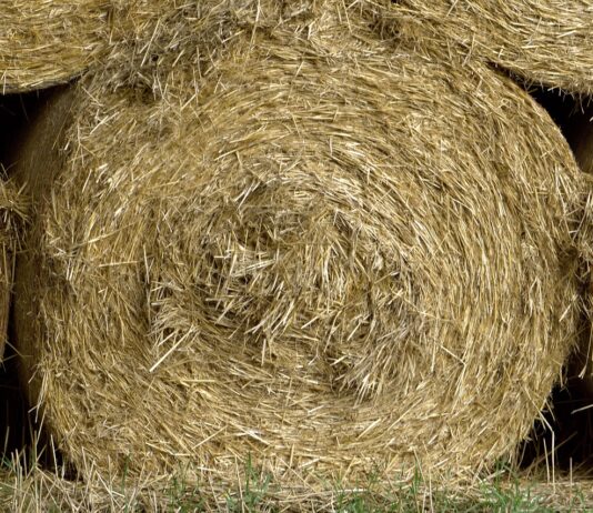 What can you do to improve soil health during winter feeding? round hay bales