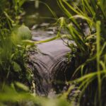 Finding water during the drought spring water