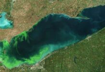 Algal blooms are a growing problem in Lake Erie 2015 Algal Bloom