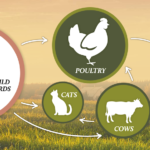 Researchers are concerned by H5N1 bird flu’s ability to mutate, reassort H5N1 spread graphic