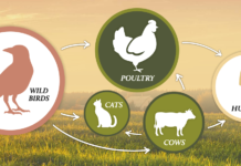 Researchers are concerned by H5N1 bird flu’s ability to mutate, reassort H5N1 spread graphic