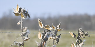 Empty milkweed pods