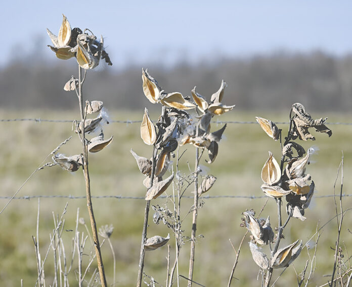 Empty milkweed pods