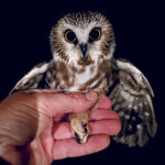 Hawks and owls: Special visitors from the north Saw-whet Owl