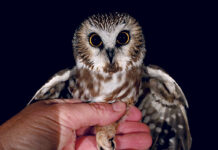 Hawks and owls: Special visitors from the north Saw-whet Owl
