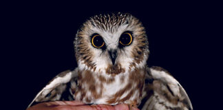 Saw-whet Owl
