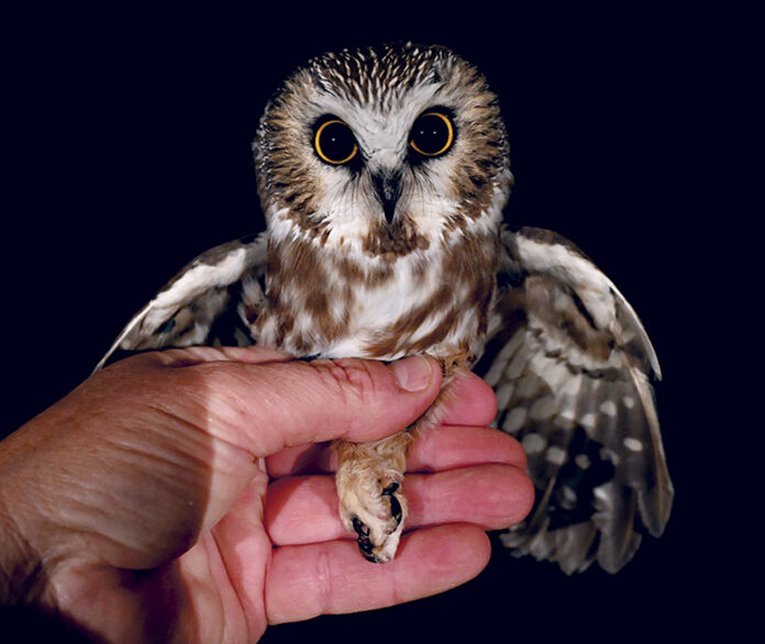 Saw-whet Owl