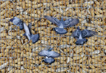 Rock pigeons: A bane for farmers pigeons