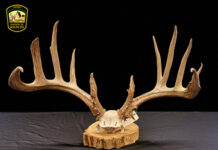 At all costs alexander buck rack