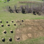 How are you feeding your cows this winter? bale grazing