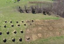 How are you feeding your cows this winter? bale grazing