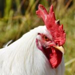 USDA amends HPAI indemnity for poultry chicken