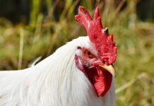 USDA amends HPAI indemnity for poultry chicken