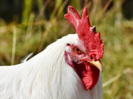 West Virginia confirms HPAI in two more backyard flocks chicken