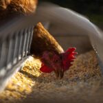 Bird flu detected in West Virginia chicken hen