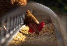 Bird flu detected in West Virginia chicken hen
