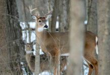 ODNR releases weekend gun hunting deer harvest numbers deer