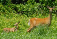 Fields of dreams and deer doe and fawn