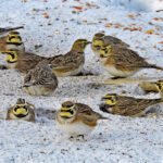 Horned larks: They’re full of manure feeding corn field