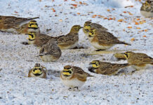 Horned larks: They’re full of manure feeding corn field