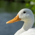 New strain of bird flu H5N9 found on California duck farm white duck