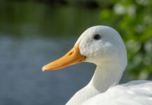 New strain of bird flu H5N9 found on California duck farm white duck