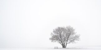 snow and tree