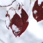 We can create our own joy in the bleak winter months snowy leaves
