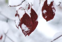 We can create our own joy in the bleak winter months snowy leaves