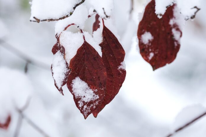 snowy leaves snowy leaves