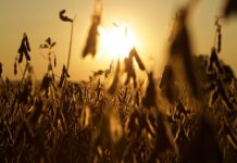 USDA ‘data dump’ excites commodities markets soybeans