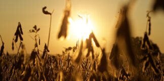 USDA ‘data dump’ excites commodities markets soybeans