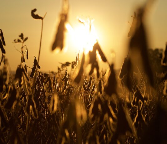 Alan Guebert: Figures don’t lie, but we often lie to ourselves soybeans