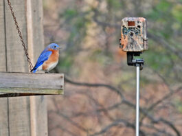 Trail cameras: An obsession trail camera