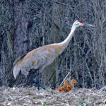 Volunteers needed for Ohio’s fifth annual Sandhill Crane Count Sandhill cranes