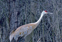 Volunteers needed for Ohio’s fifth annual Sandhill Crane Count Sandhill cranes