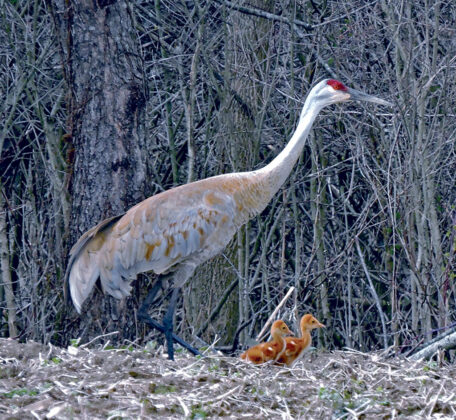 Sandhill cranes