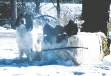 Shadow’s lessons: Life, love, loyalty, laughter and loss