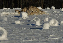Snow rollers and a little dog Solo's grave