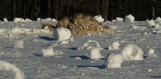 Snow rollers and a little dog Solo's grave