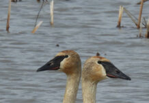 Working for wildlife Trumpeter swans
